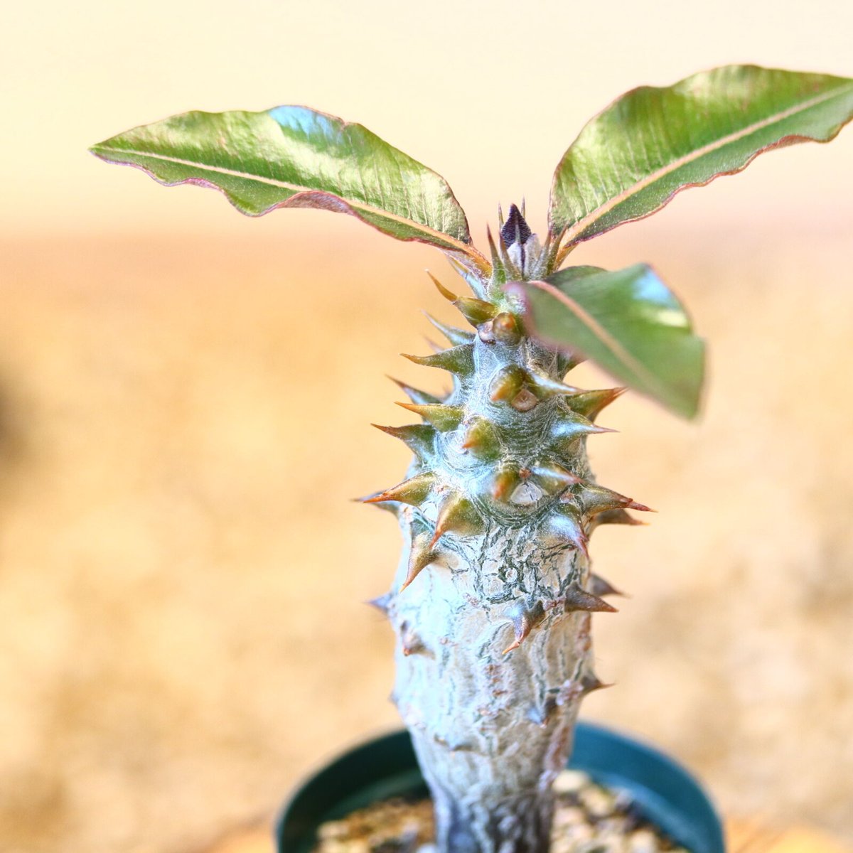 パキポディウム バロニー(実生) / Pachypodium baronii no.51 パキポディウム バロニー(実生) / Pachypodium baronii no.51