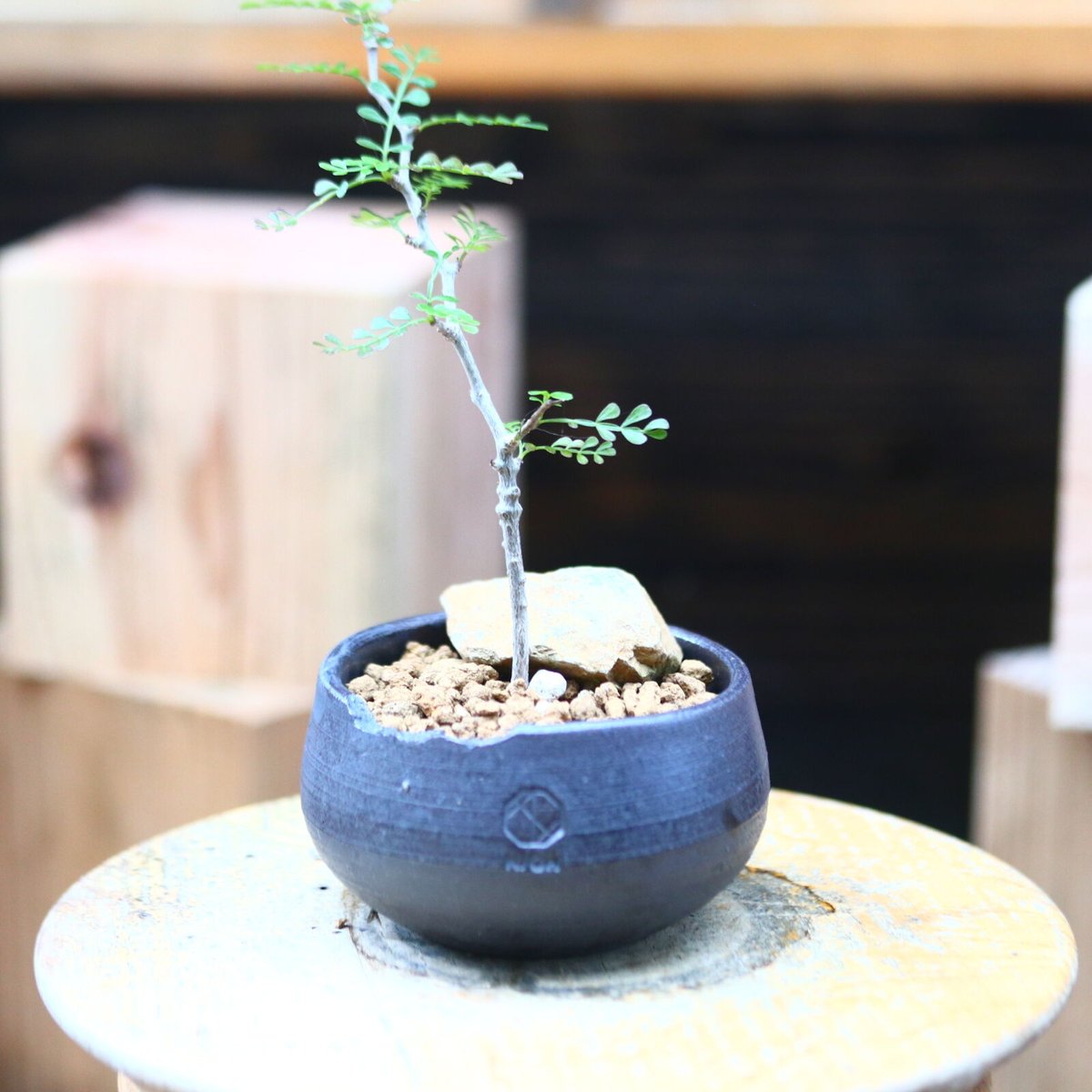 オペルクリカリア パキプス 実生／Operculicarya pachypus n