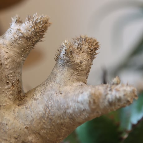 Pachypodium densiforum × Masato Akutsu   no.119-10