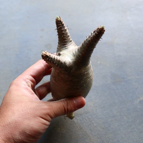 パキポディウム グラキリス 抜苗  Pachypodium rosulatum var. gracilius no.92935