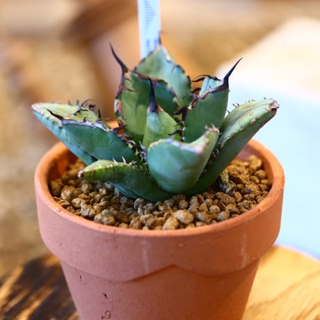 Agave titanota black Whale × YAMABACHI   no.123173