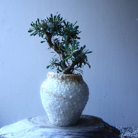 オトンナ  ユーフォルビオイデス 実生　Othonna  euphorbioides  no.20203