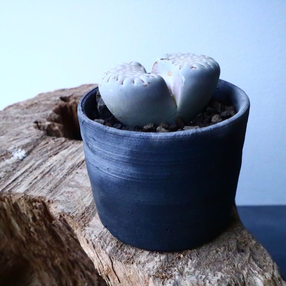 5c72290ee73a254338d040c1