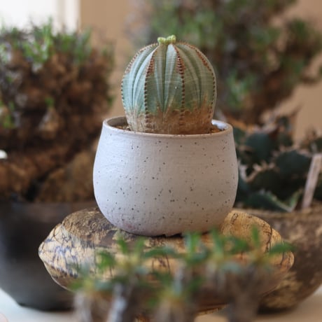 Euphorbia obesa × Atsushi Funakushi  no.818107