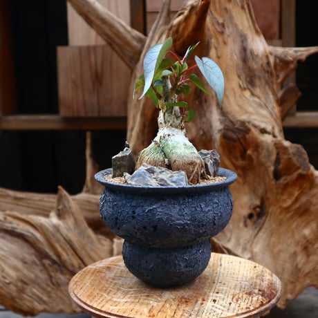 フィカス ペティオラリス / Ficus petiolaris / 発根済み   no.31235