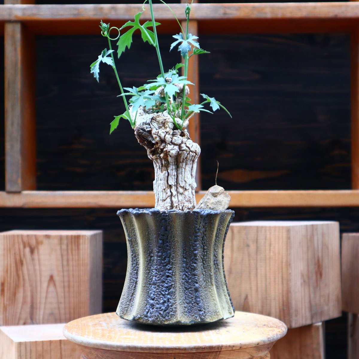 【おまけ付】 コラロカルプス グロメルリフロルス glomerulif Corallocarpus / 塊根植物・コーデックス