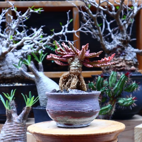 ユーフォルビア  フランコイシー／Euphorbia francoisii   no.51614