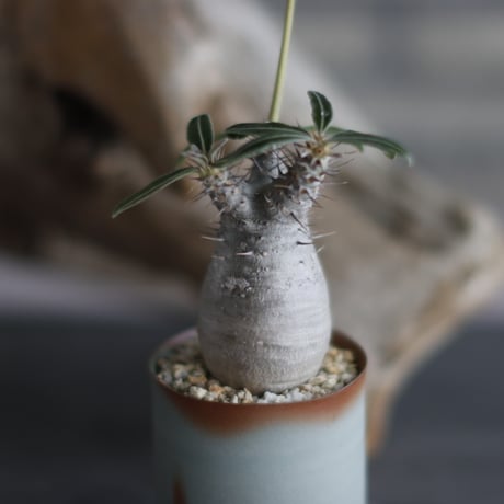 Pachypodium rosulatum ssp. cactipes × 備前鉢2.5号 / BANKSIA WORKS  no.607-37