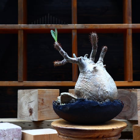 パキポディウム  グラキリス／Pachypodium  gracilius       no.80847