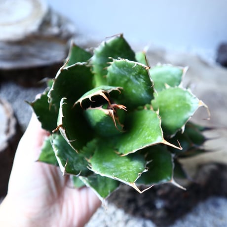 アガベ ホリダ   Agave horrida    no.111018