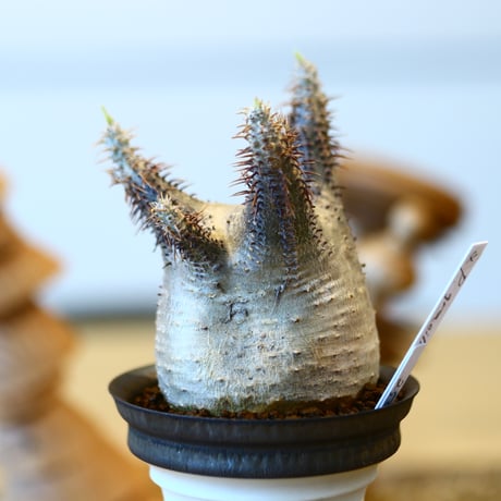 Pachypodium gracilius × たけろうポット   no.20404