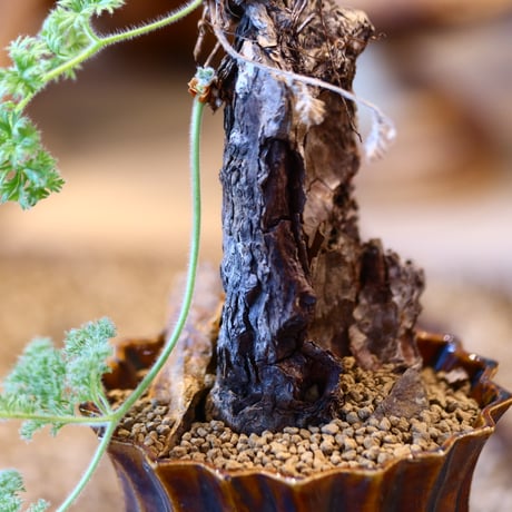 Pelargonium triste × soso   no.31028