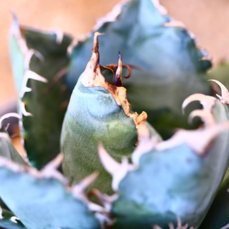 【9/9入荷未発根未活着ベアルート植込み】 Agave titanota White Whale    no.91774