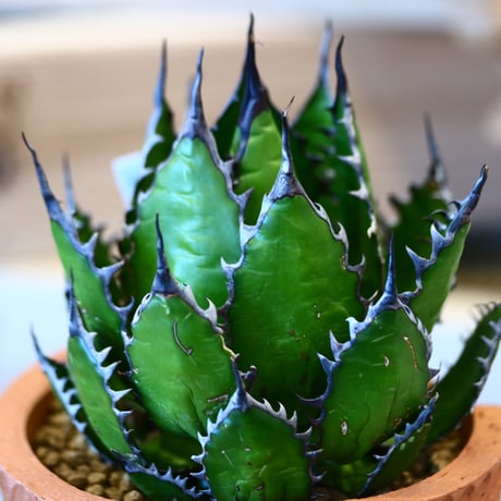 Agave horrida × N/OH   no.107117