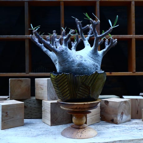 パキポディウム  グラキリス／Pachypodium  gracilius       no.81547