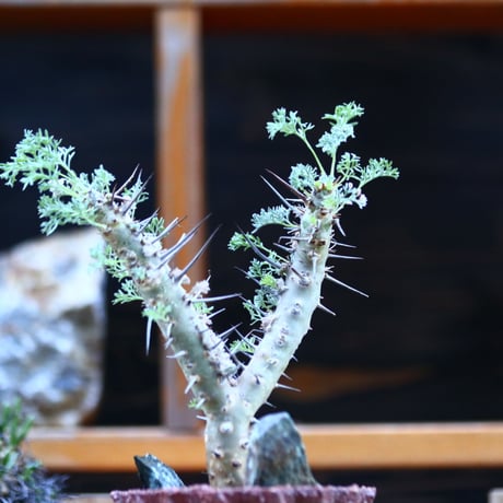 サルコカウロン  ヘレー／Sarcocaulon herrei     no.12326