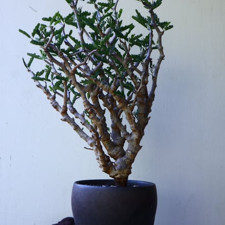 センナ メリディオナリス   Senna meridionalis  no.72815