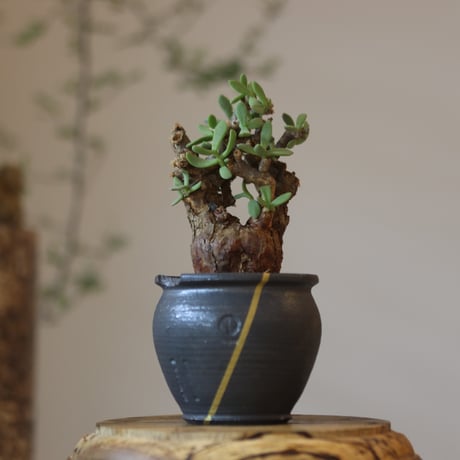 Ceraria pygmaea × N/OH   no.82536