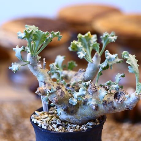 Pelargonium Klinghardtense × Kazuhiro Arima    no.31036