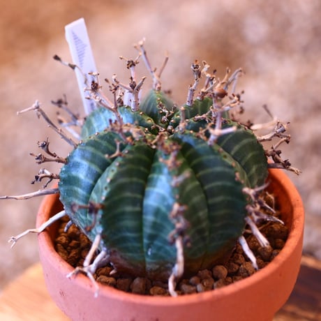 YAMABACHI × Euphorbia valida   no.102265