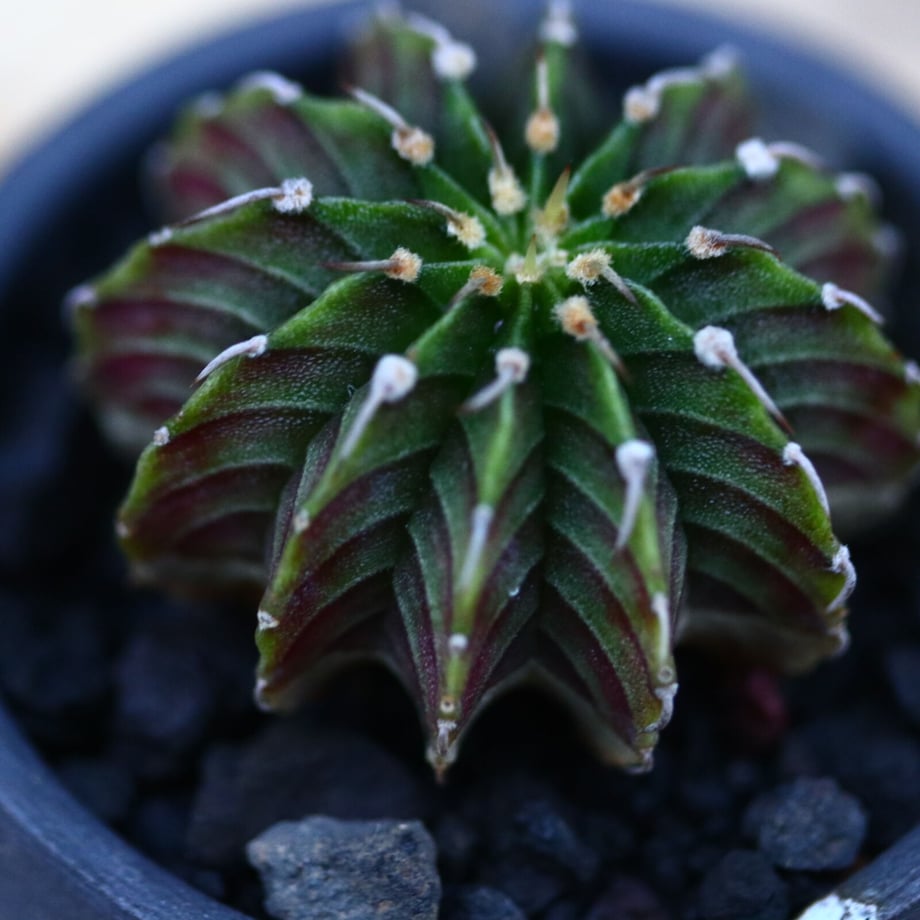 61aba00ffadad40cebf772de