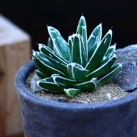 アガベ 笹の雪／Agave victoriae reginae   no.13063