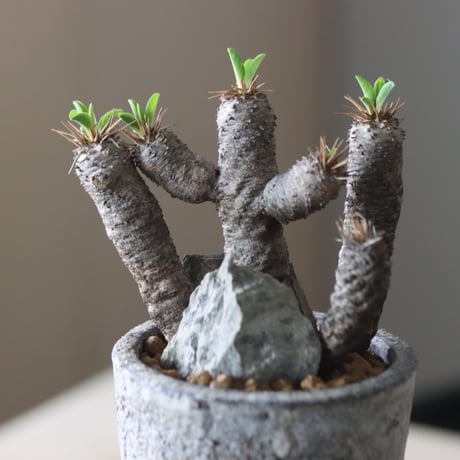 Euphorbia guillauminiana × たけろうポット   no.917-14