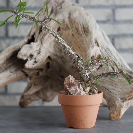 Euphorbia milii × YAMABACHI (3号)  no.629-10