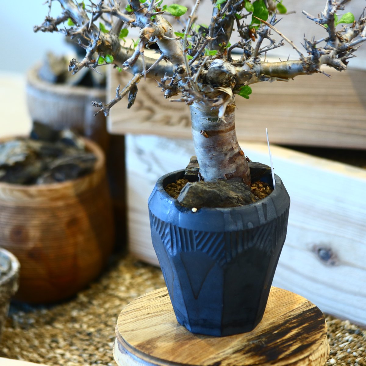 Commiphora wightii × N/OH no.107142 | 芽の巣山