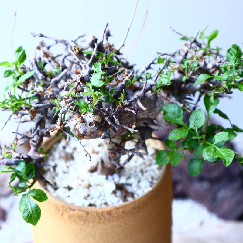 Commiphora sp.Ely×みやび鉢　コミフォラ エイル　大サイズ Commiphora sp.Ely×みやび鉢 コミフォラ エイル 大サイズ