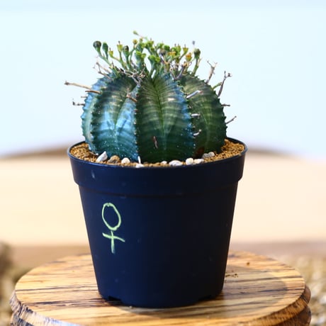 ユーフォルビア  バリダ♀ / Euphorbia valida    no.51461