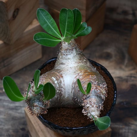 パキポディウム デンシフローラム ／Pachypodium densiforum    no.90457