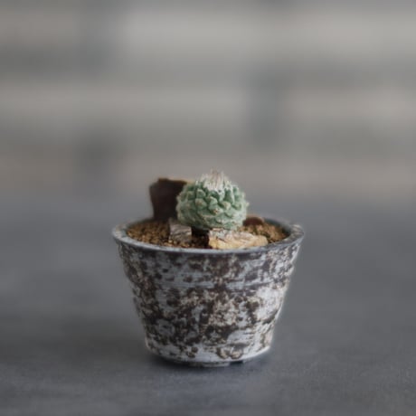 Strombocactus disciformis  × takero pot (2.5号)  no.907-58