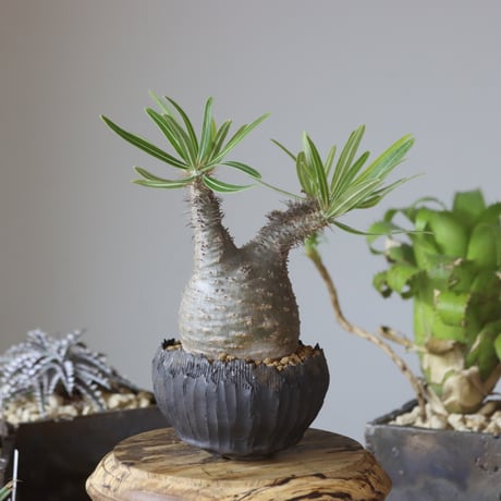 Pachypodium gracilius × AHD   no.1020-43