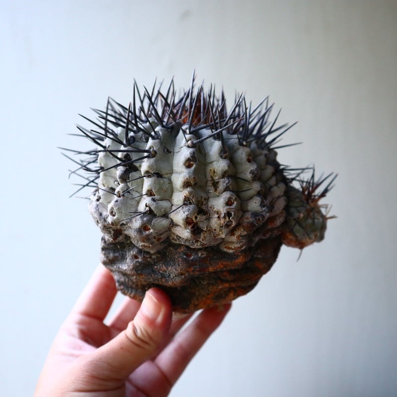 コピアポア 黒王丸 Copiapoa cinerea no.90204 | 芽の巣山