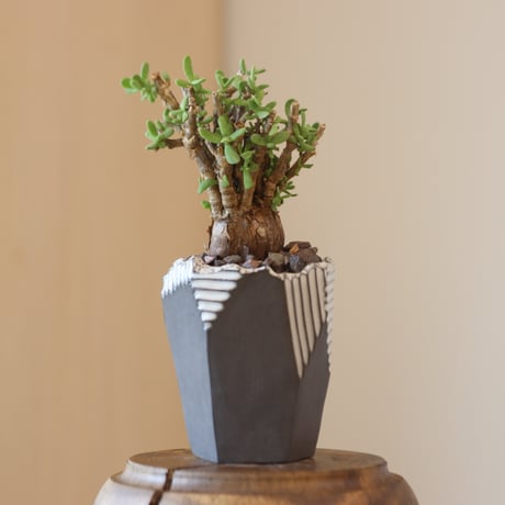 早い者勝ち特価！ 長期管理 現地球 ケラリア ピグマエア 中川智治 作家