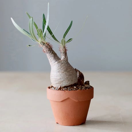 パキラ VCD Pachypodium Gracilius Var. MONOTONE MEDICOM TOY VCD Pachypodium Gracilius Var. atmos Animal