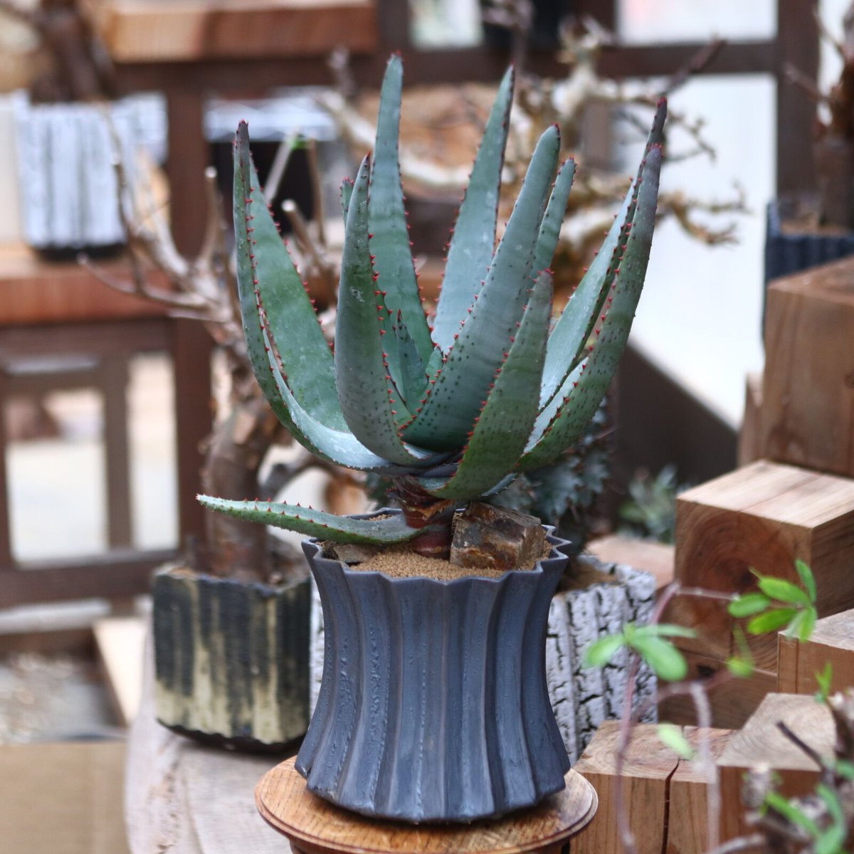 アロエ　コニフェラ✕カスティロニア　短葉選抜　大株 アロエ コニフェラ✕カスティロニア 短葉選抜 大株