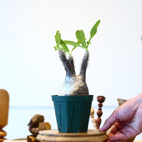 パキポディウム  グラキリス / Pachypodium  gracilius   no.52814
