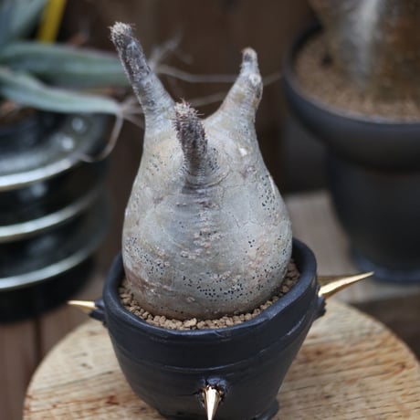 パキポディウム  グラキリス／Pachypodium  gracilius   no.12208