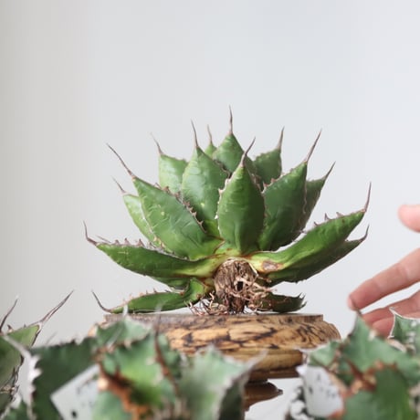 Agave horrida / Style of Chika　no.42199