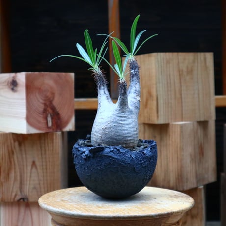パキポディウム  グラキリス／Pachypodium  gracilius       no.62667