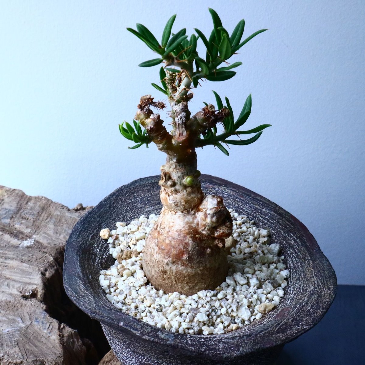 パキポディウム ビスピノーサム Pachypodium bispinosum No.009