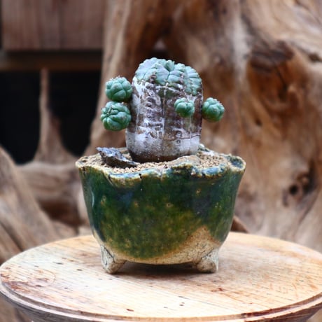 ユーフォルビア オベサ hyb. / Euphorbia obesa  hyb.    no.31240