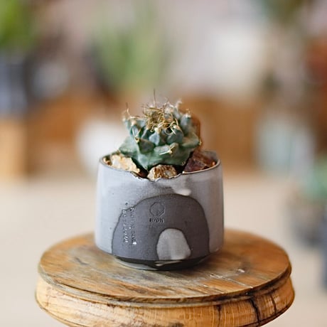 カクタス | STORES