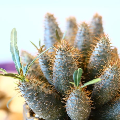 N/OH × Pachypodium  gracilius (実生)    no.61859