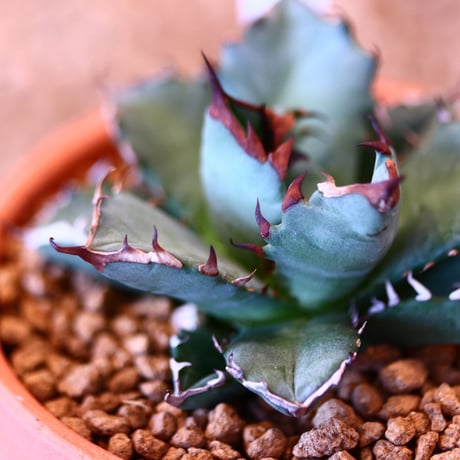 【9/9入荷未発根未活着ベアルート植込み】 Agave titanota 姫厳竜    no.91764