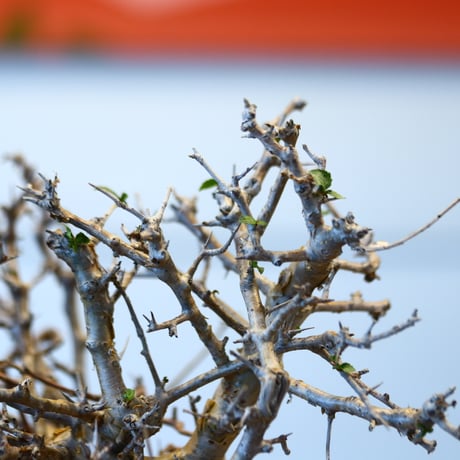 Commiphora wightii × N/OH   no.20423