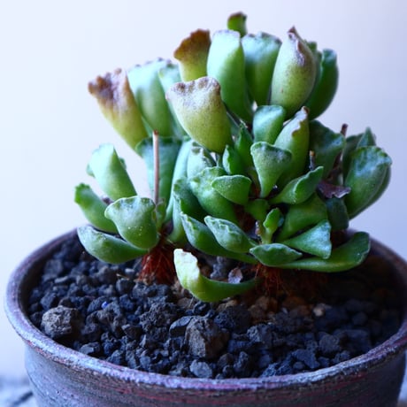 アドロミクス  ポエルニツィアヌス   神想曲  Adromischus poellnitzianus  no.11220