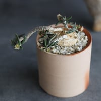 Euphorbia cylindrifolia × 備前鉢2号 / snp plants  no.607-9
